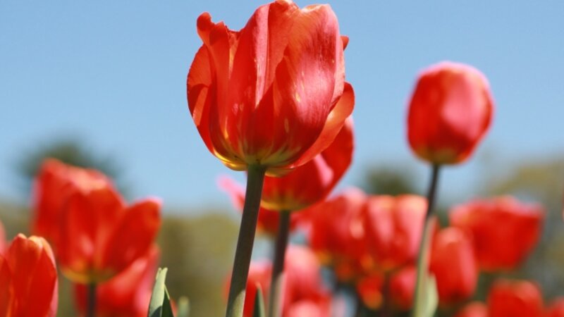 Spring 