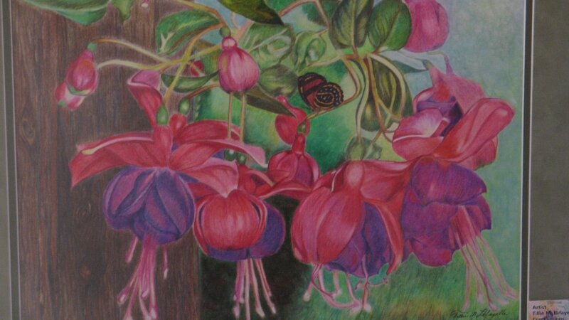 hanging fuchsias