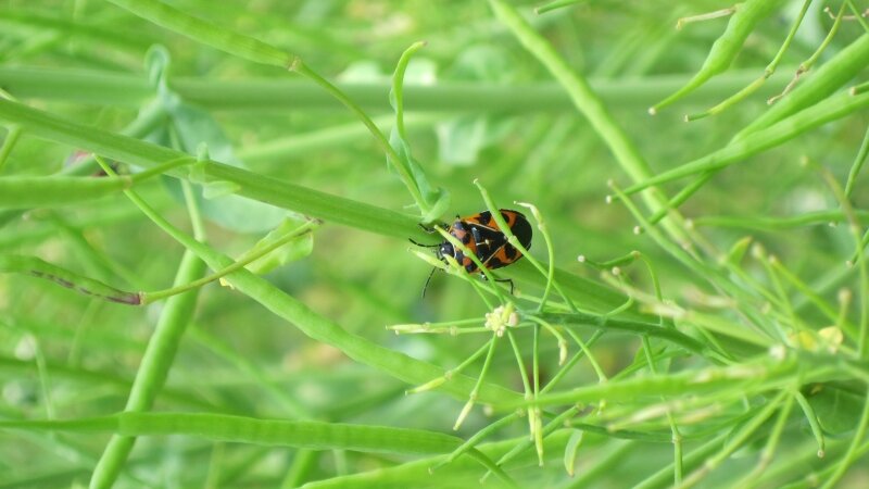 ladyBug