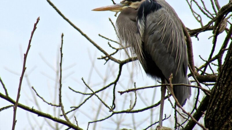 Great Blue Heron, The Watchman