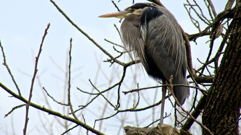 Great Blue Heron, The Watchman