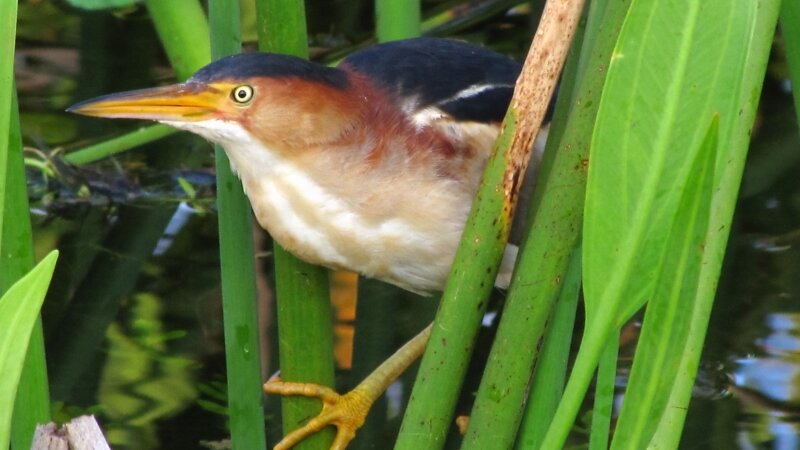 Least Bittern