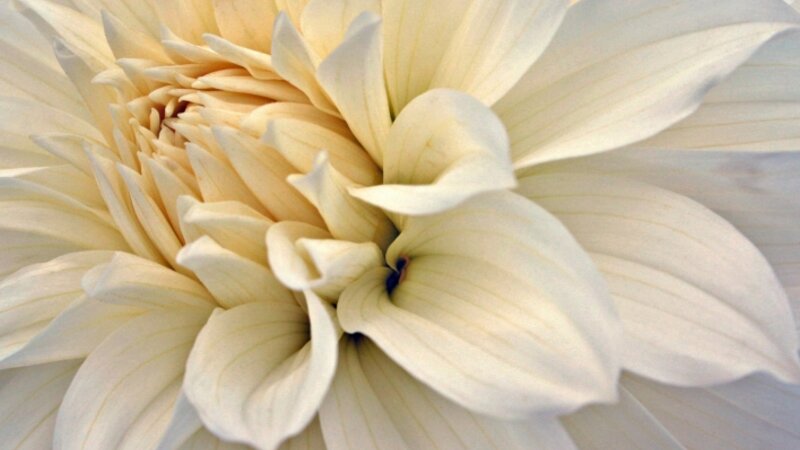 Angel Dahlia