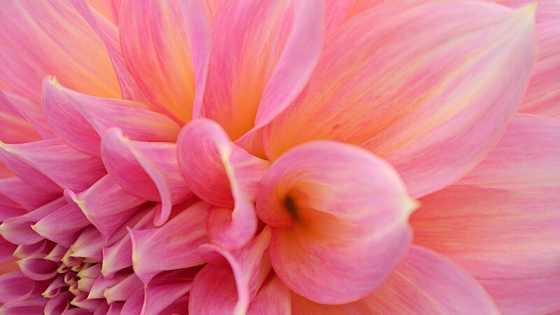 Dahlia Sunrise
