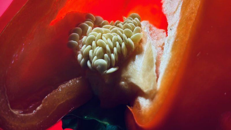 Photo of bell pepper, December 14, 2024.