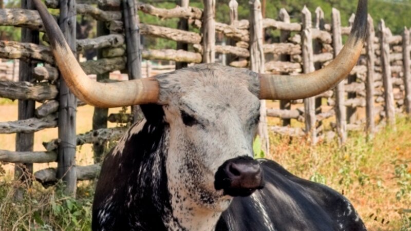 Texas Longhorn