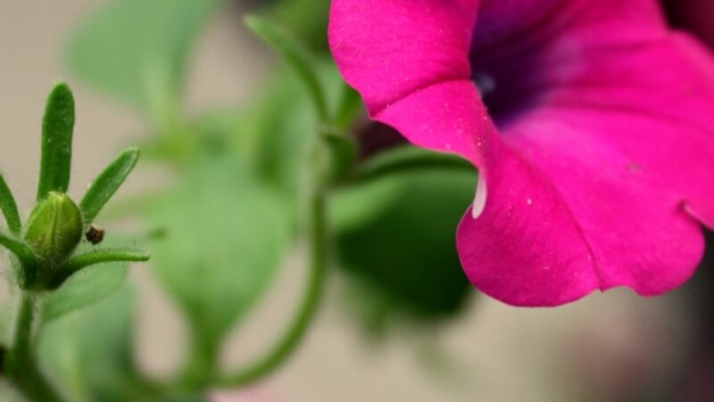 Simplicity.
