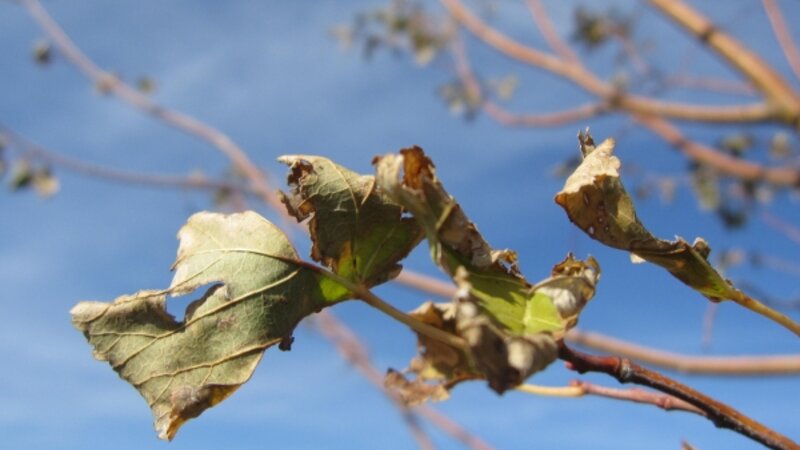 The beginning of fall