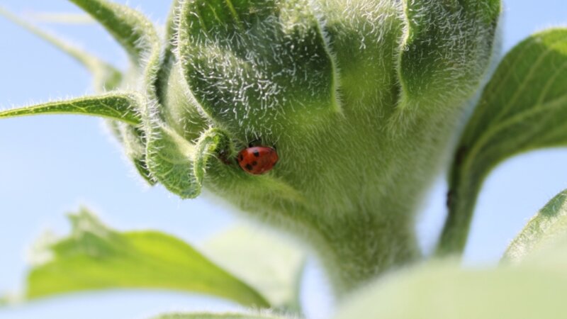 Ladybug