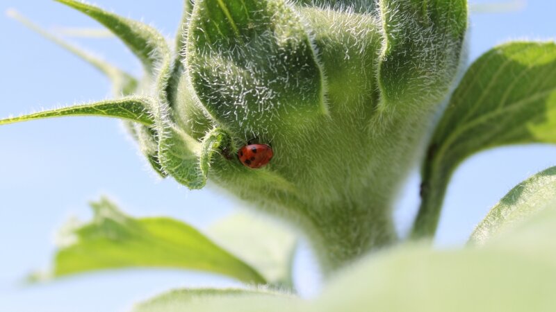 Ladybug