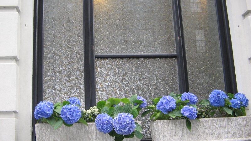 Hydrangeas in a windowbox
