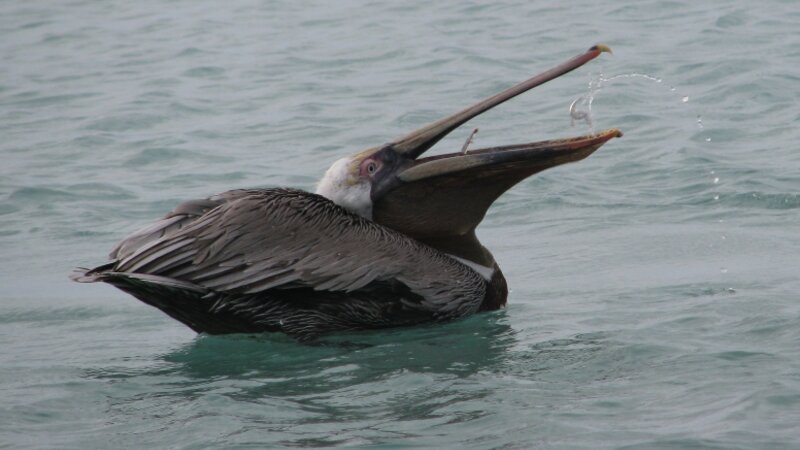 Peaceful Pelican
