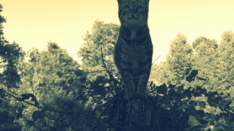 Seeking New Heights