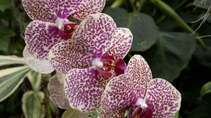 Orchids