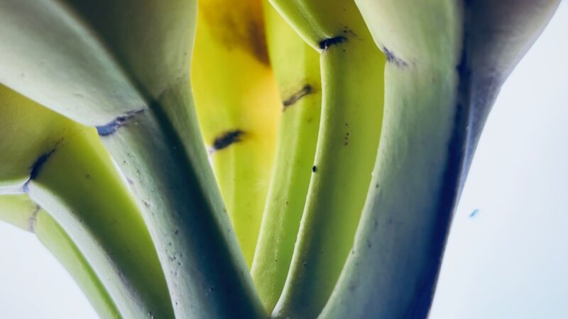 Photograph of bananas, February, 2025. 