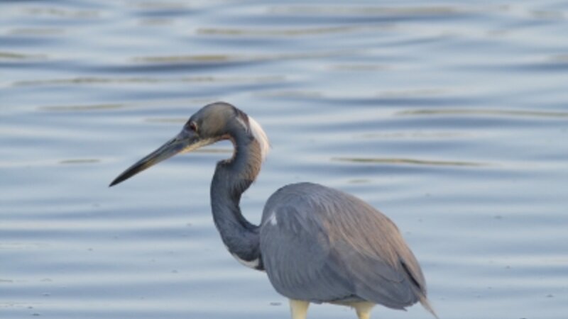 Tricolor Heron