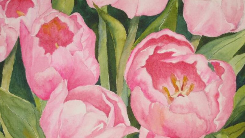 Pink Tulips