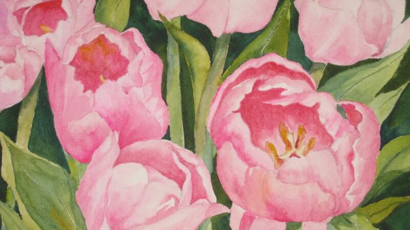 Pink Tulips