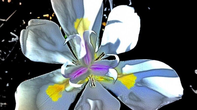 African iris