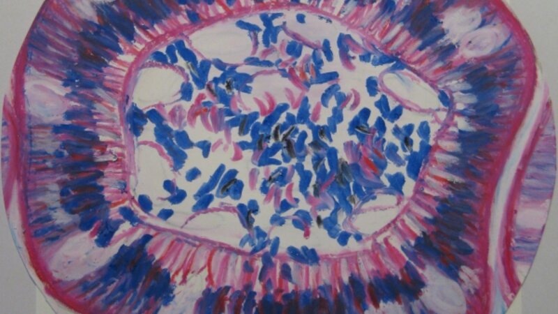 Goblet Cell