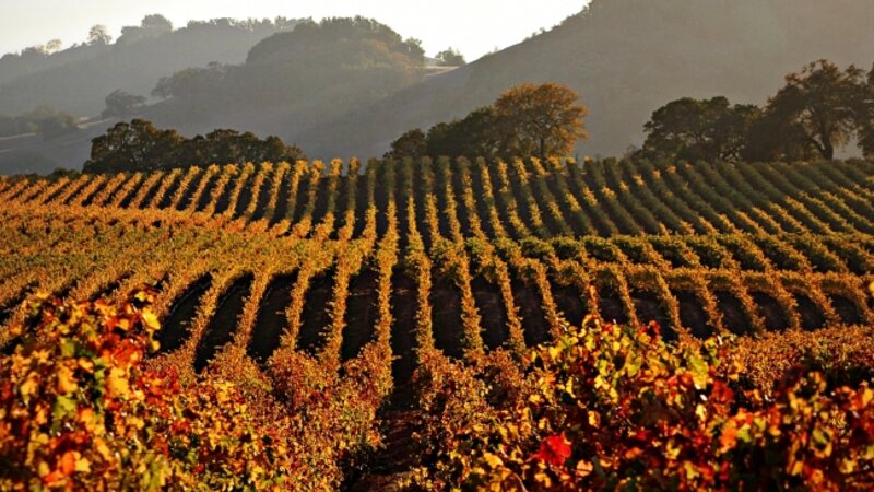 Dry Creek Autumn
