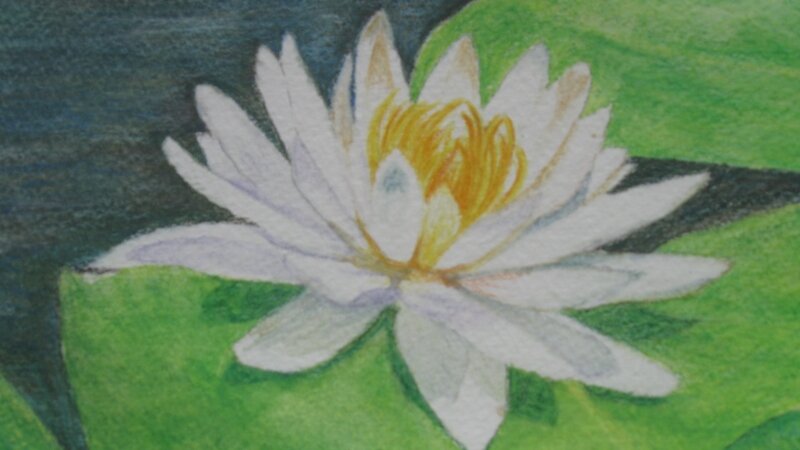 Water Lily