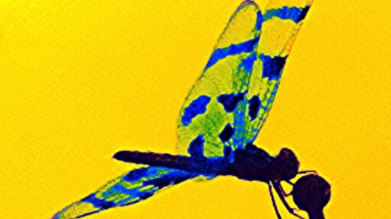 Dragon fly, antena, hitch hiker