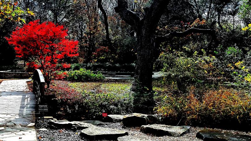 Fort Worth garden