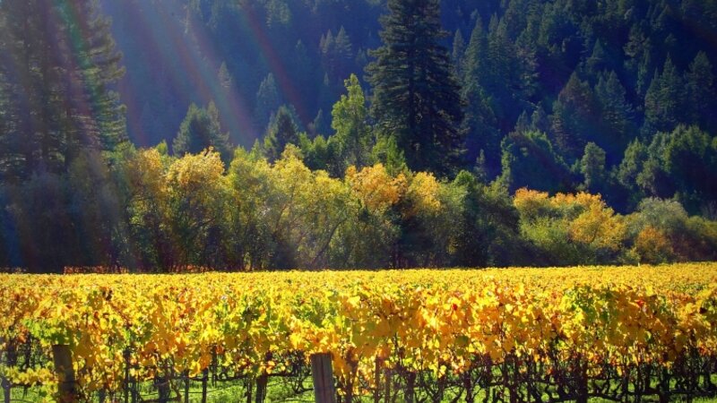 Korbel Vineyards Harvest