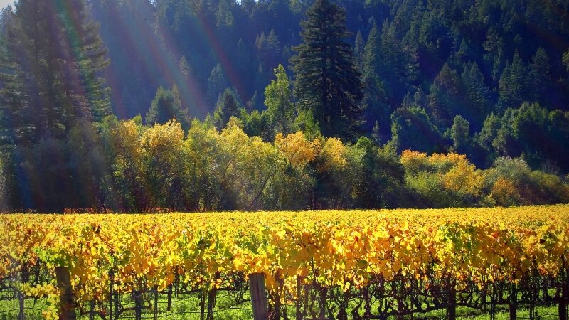 Korbel Vineyards Harvest