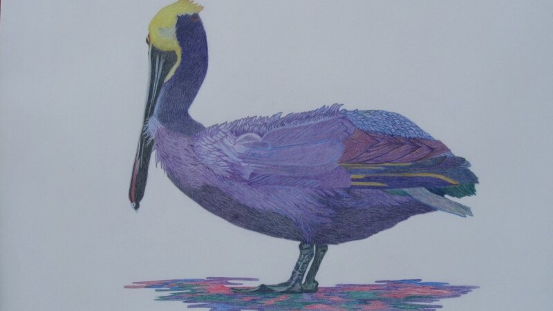 The Purple Pelican