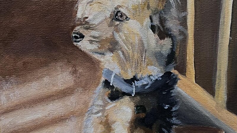 “Stormy” is a depiction of the beauty of nature, growing up, and the life of one special dog