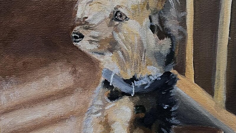 “Stormy” is a depiction of the beauty of nature, growing up, and the life of one special dog