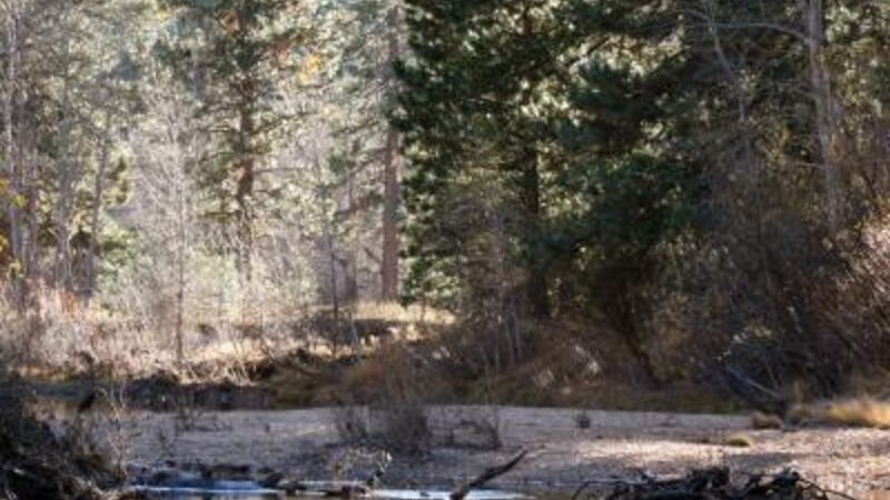 Fall.........  Yosemite National Park 11-2009