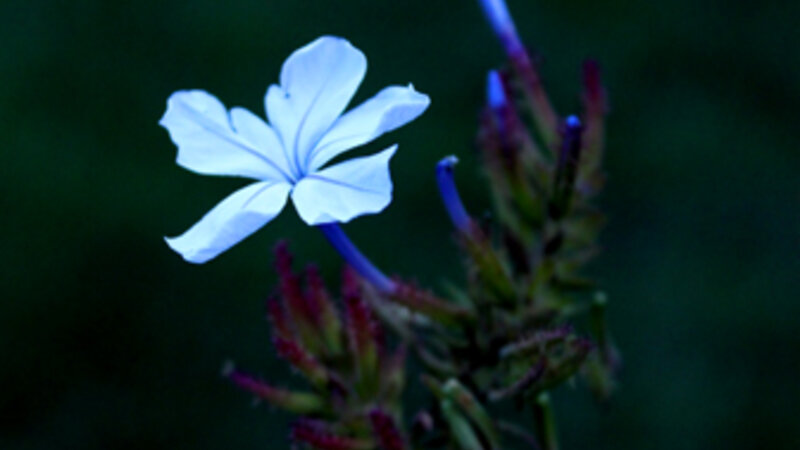 Plumbago