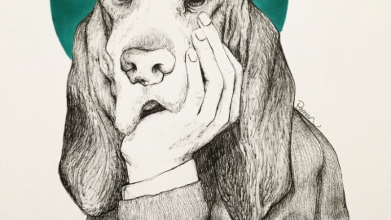 dog animal face