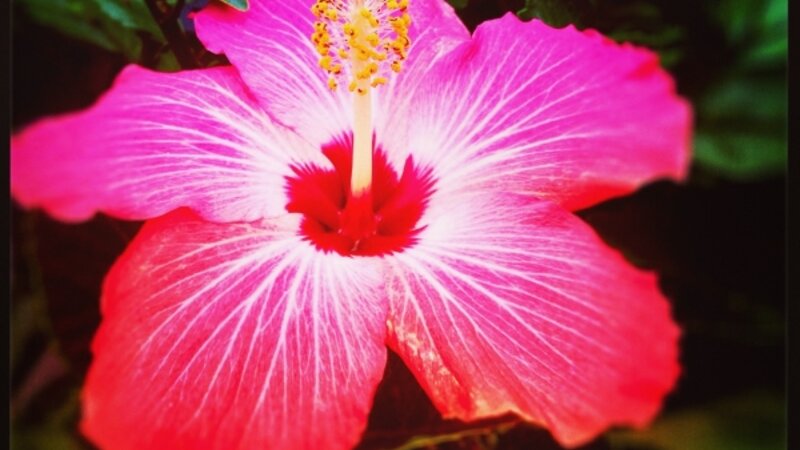 Red Hibiscus