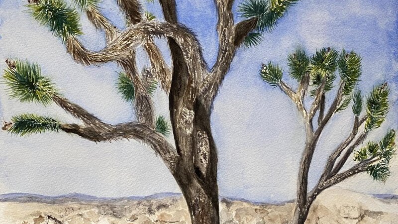 The Amazing Joshua Tree