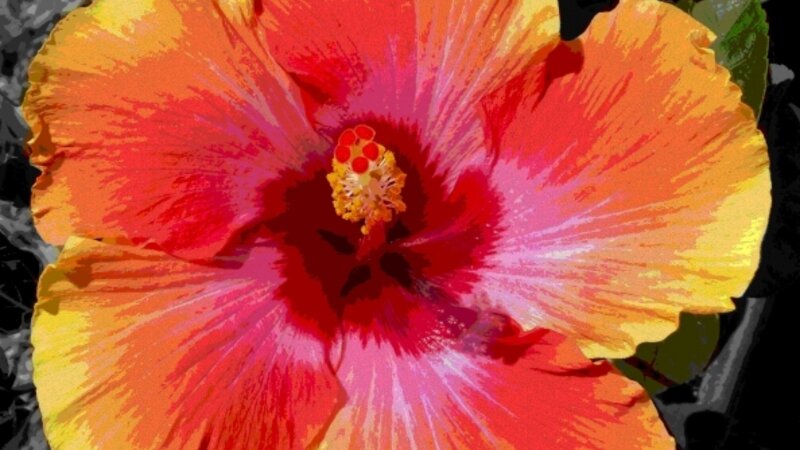 HiBisKiss