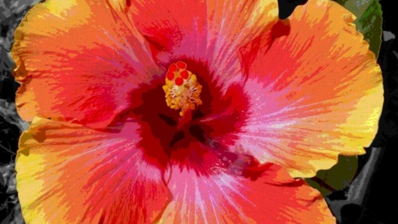 HiBisKiss