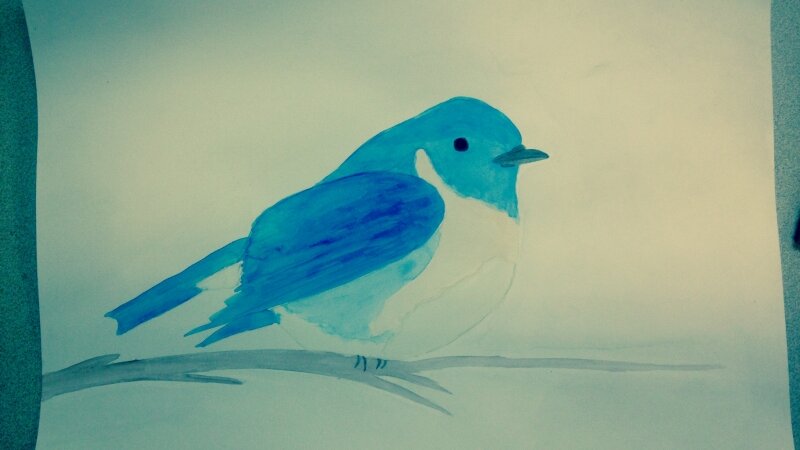 bluebird