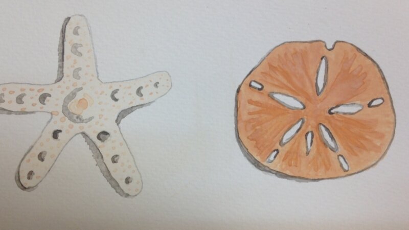 starfish and sand dollar