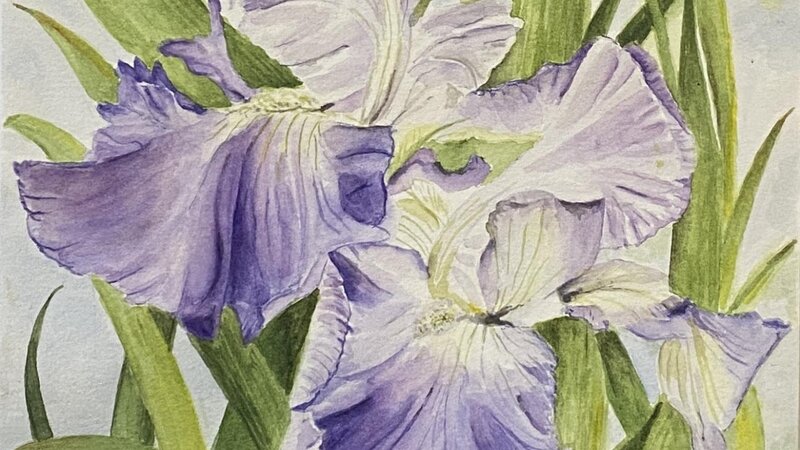 A purple iris from Lewis Ginter Botanical Garden