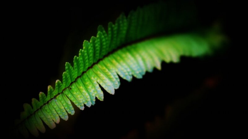 Fern: leaf detail