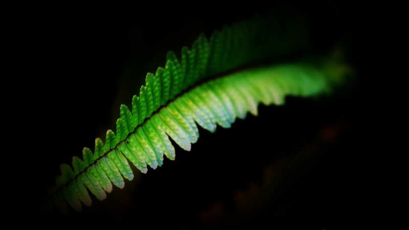 Fern: leaf detail