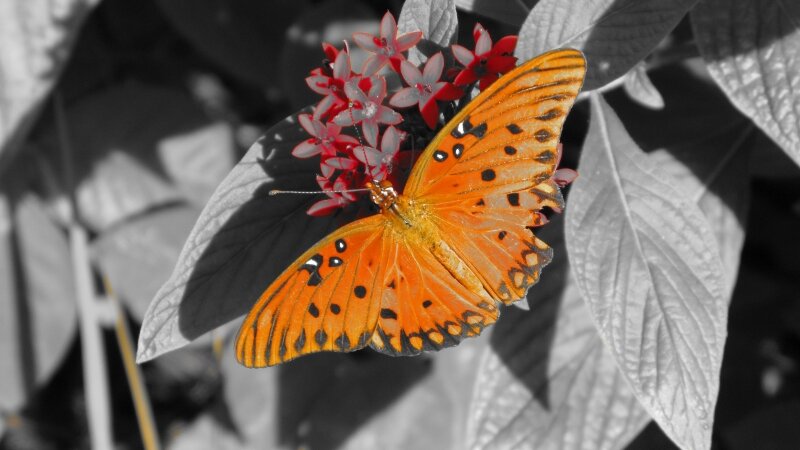Selective Butterfly