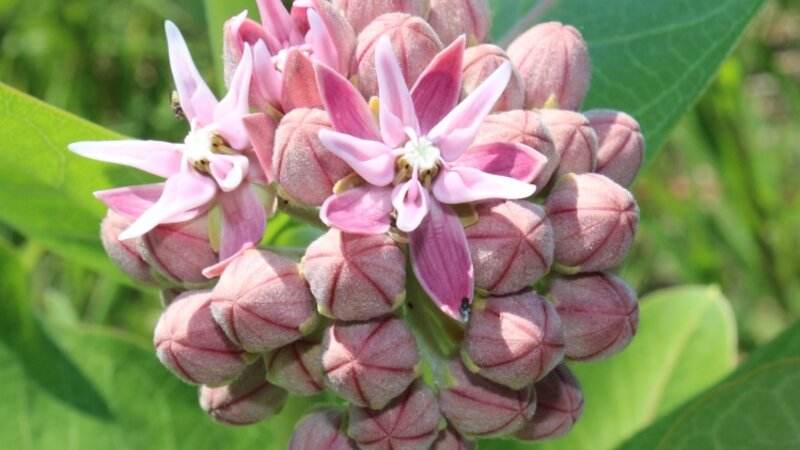 Colorado Wild Flower