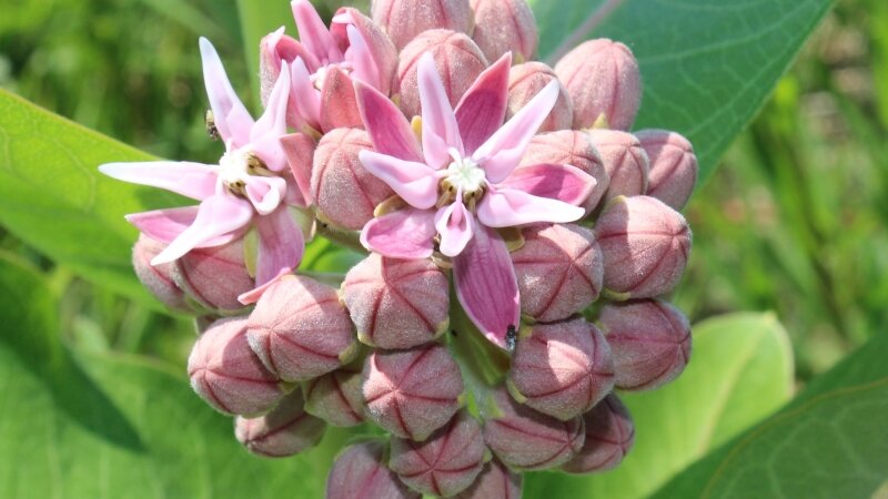 Colorado Wild Flower