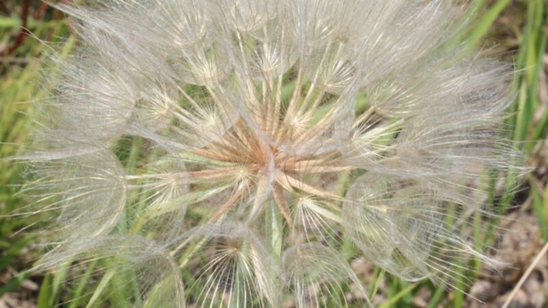 Seeds Ready for Flight