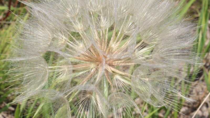 Seeds Ready for Flight